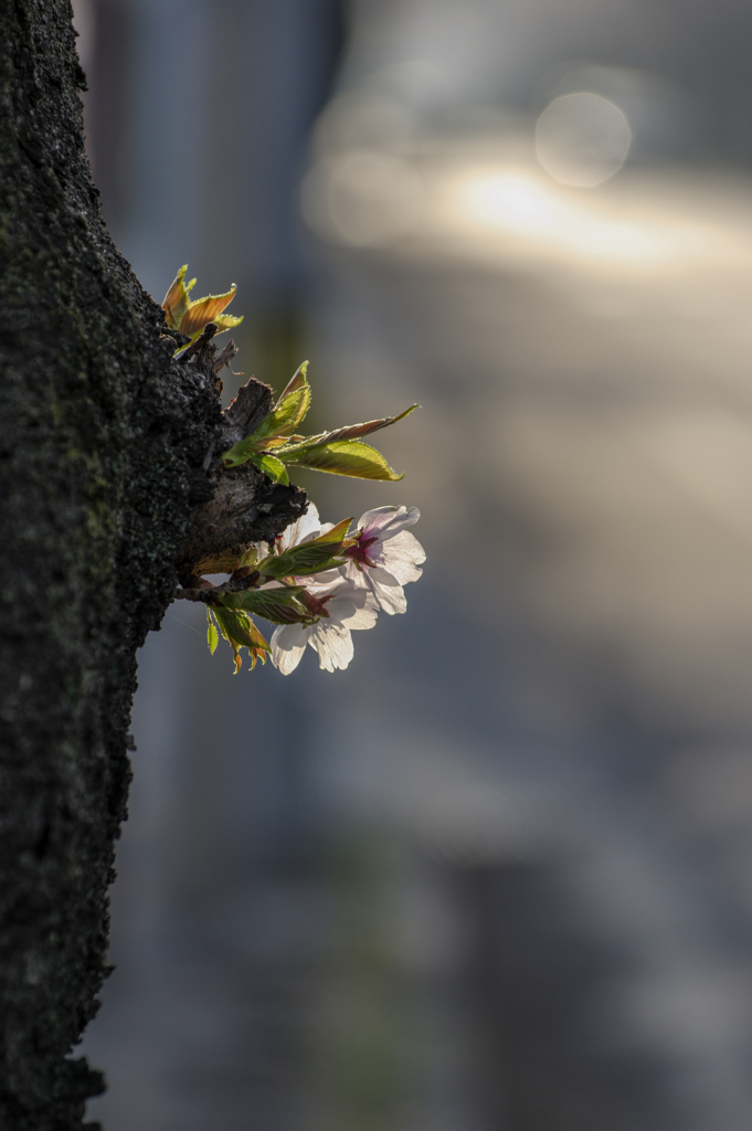 開花から３日で