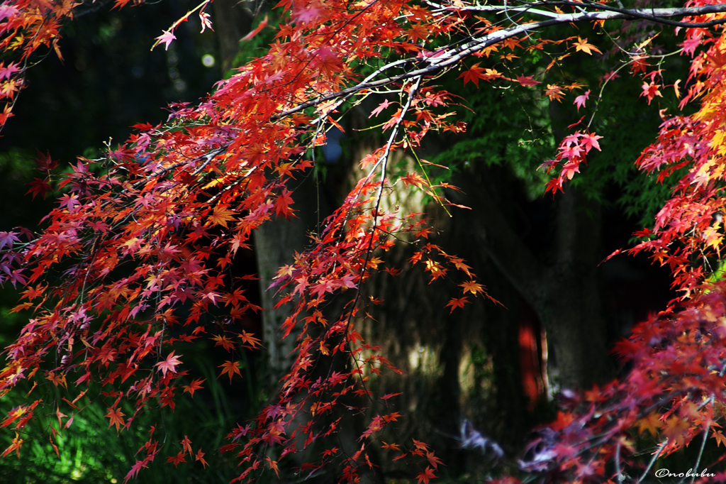 紅