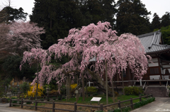 大山寺枝垂れ桜