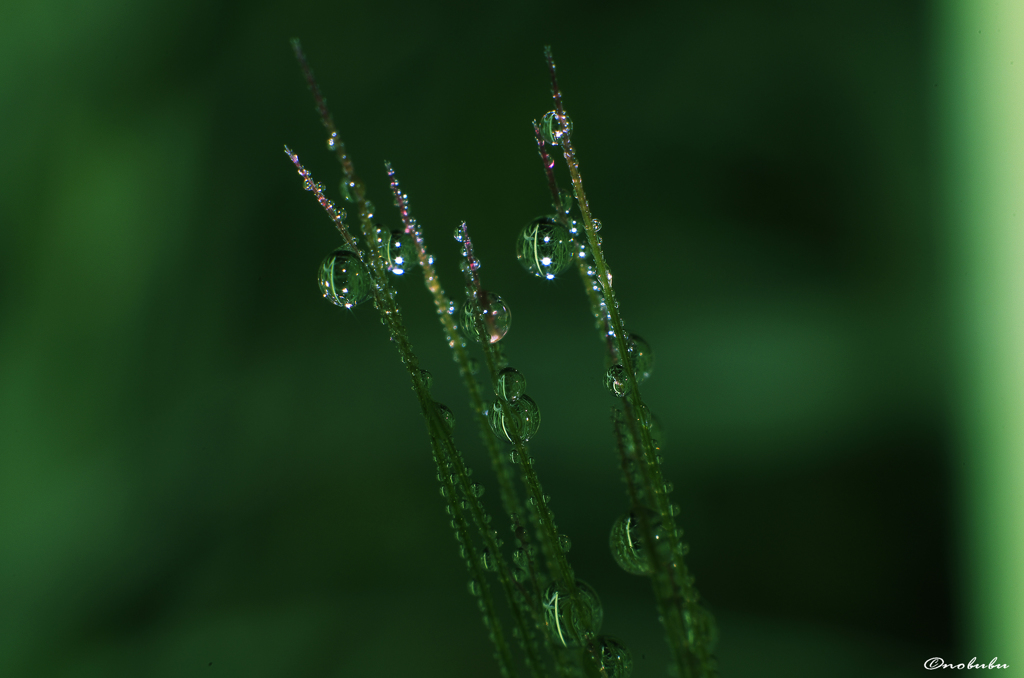 麦の穂先