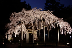 夜の枝垂れ桜