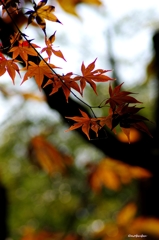 紅葉　唐沢山