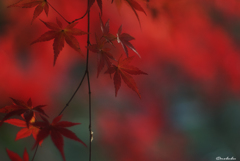 目いっぱいの秋