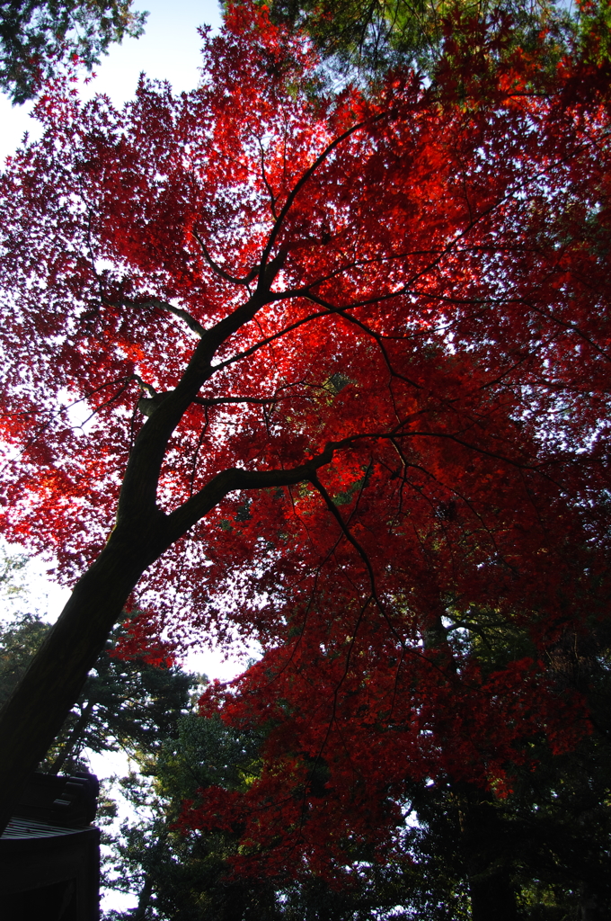 2014紅葉　村檜神社