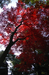 2014紅葉　村檜神社