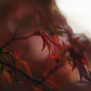 紅き風