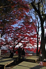 2014紅葉　太平山県立自然公園