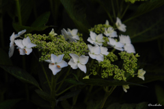 早朝の紫陽花2