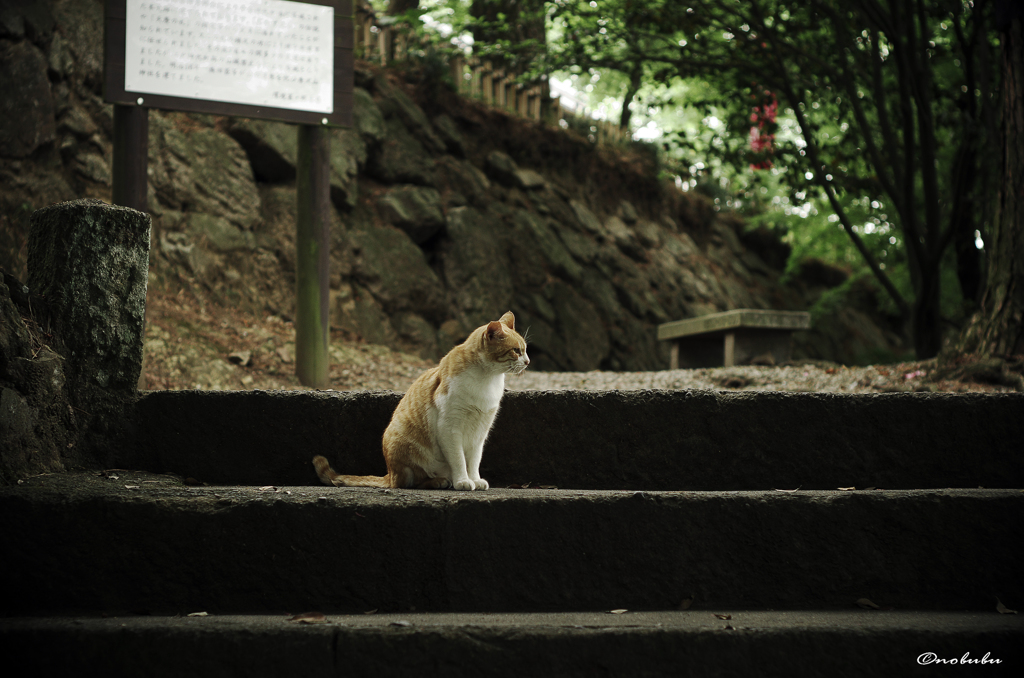 猫と古城