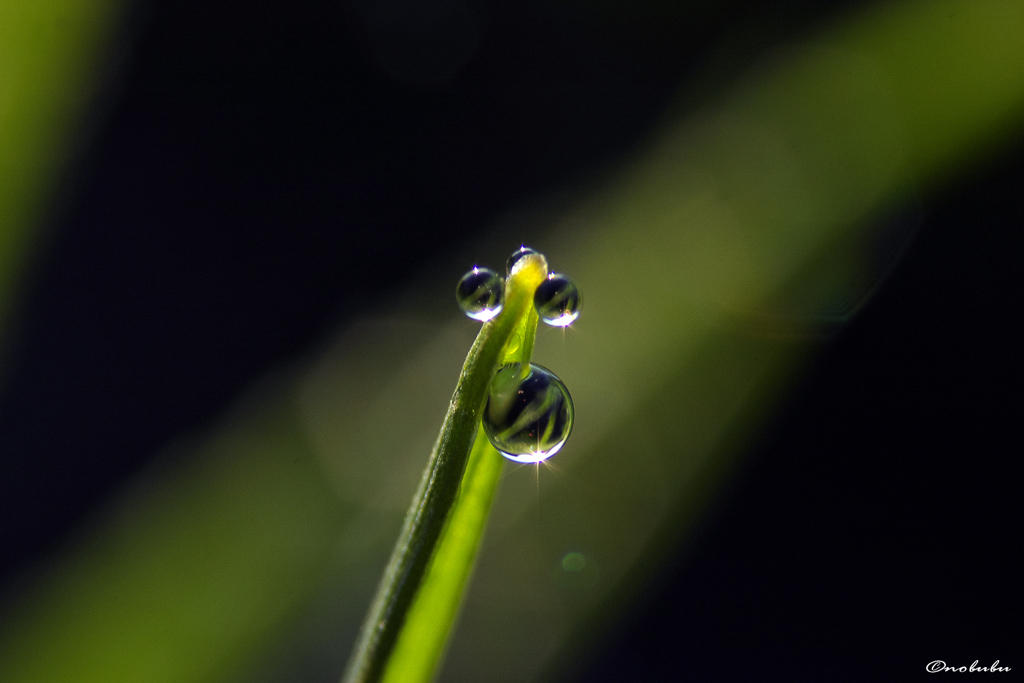 日の射すところは