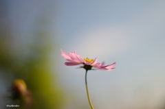 秋桜