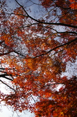 2014紅葉　清水寺