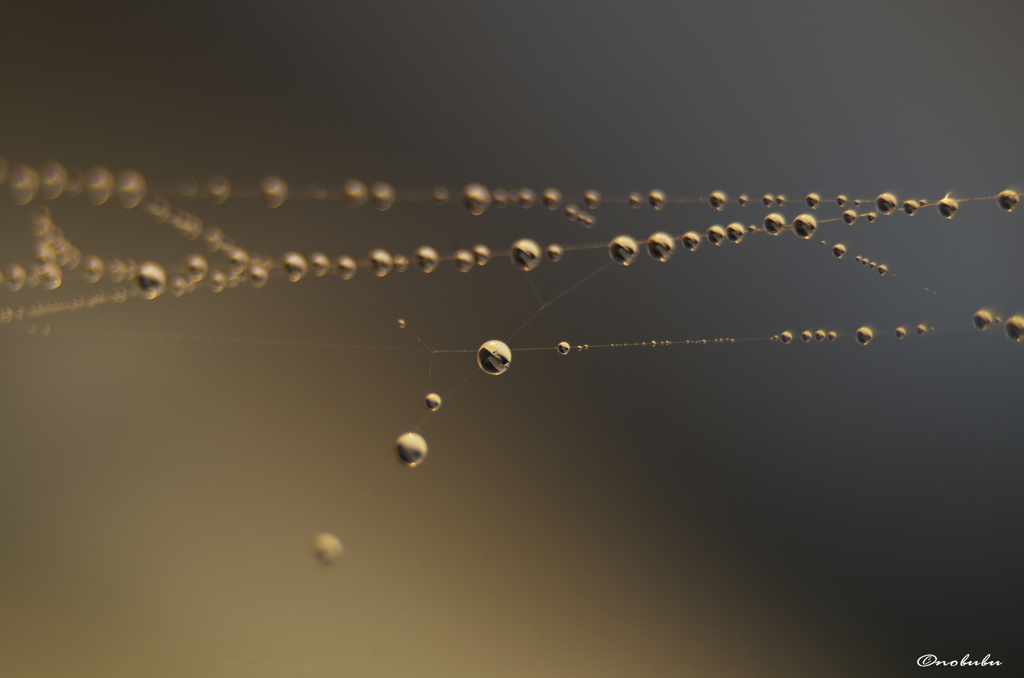 ほんのちょっとのクモの糸にも