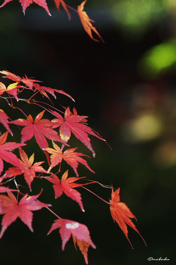 紅葉
