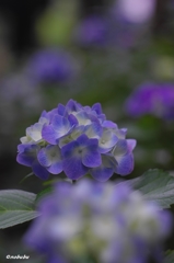 淡く