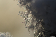 雪の