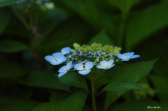 早朝の紫陽花１