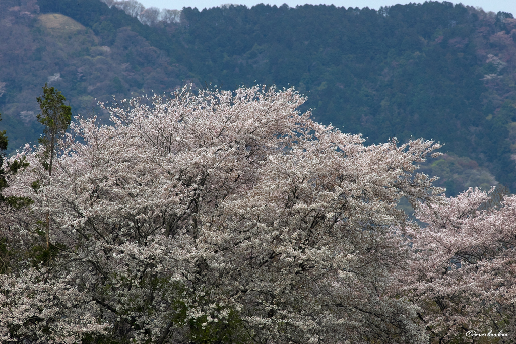 桜