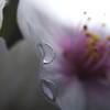 桜しずく