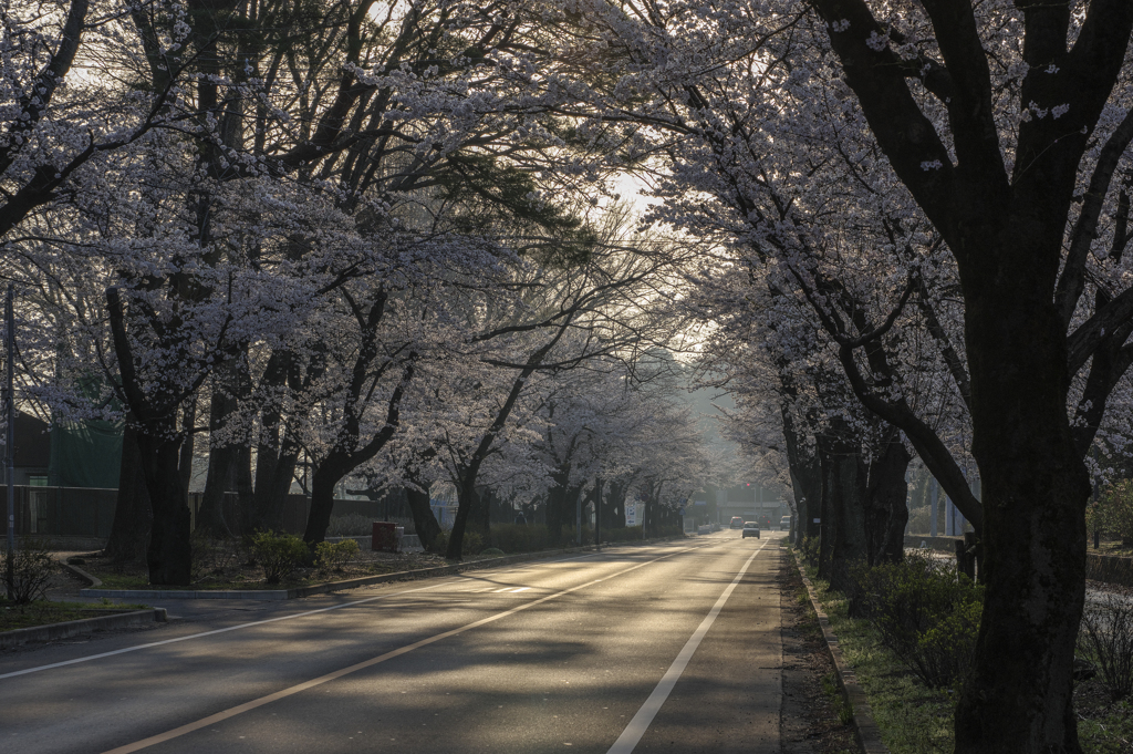 桜街道