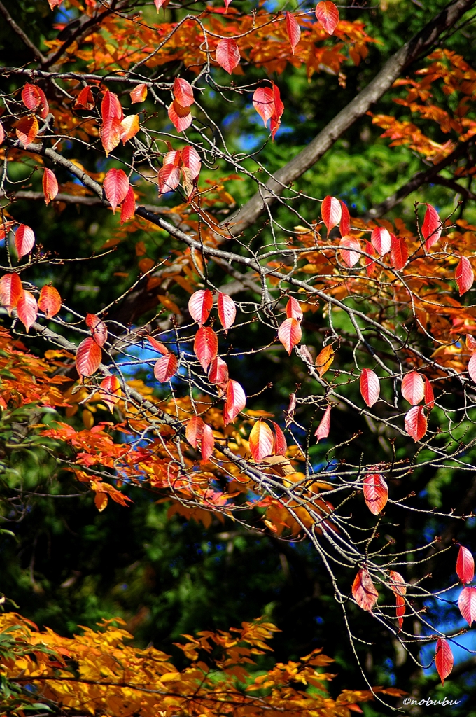 紅葉　唐沢山