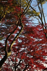 2014紅葉　太平山県立自然公園
