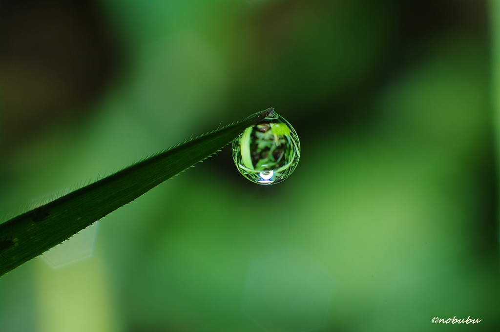 雫・緑