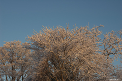雪化粧