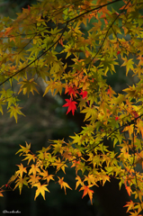 紅三点