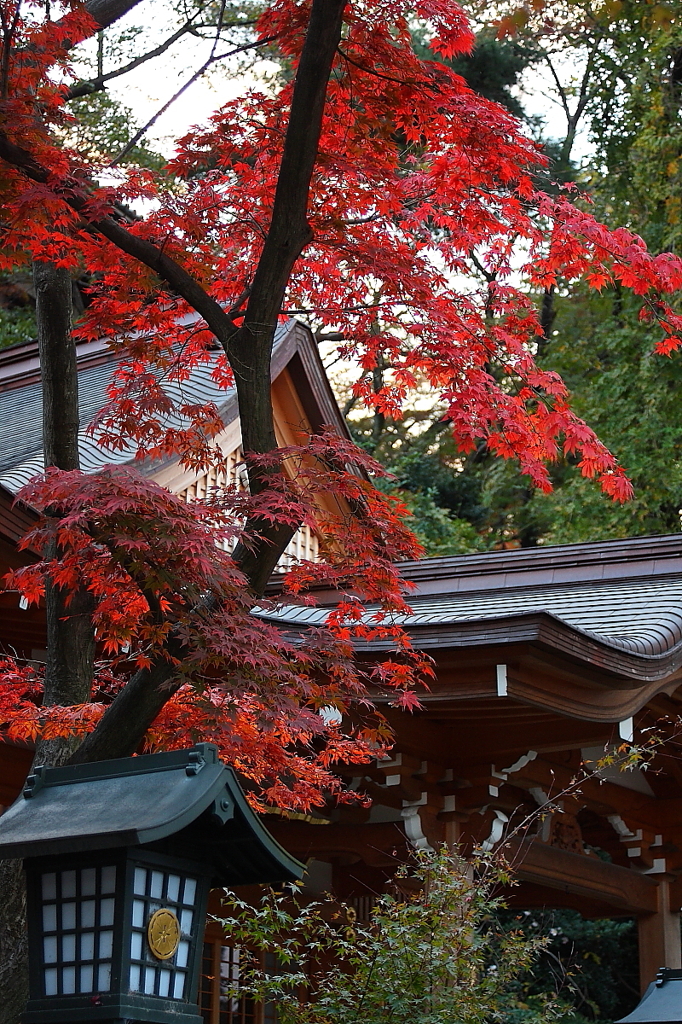 高幡不動尊