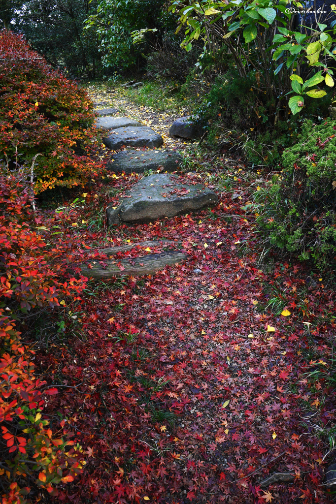 紅い道
