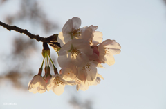 朝の桜