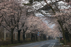 桜並木