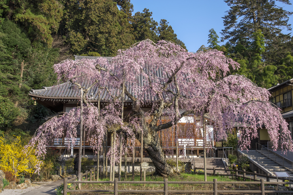 大山寺枝垂れ桜