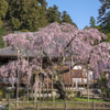 大山寺枝垂れ桜