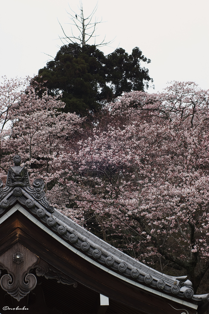大山寺