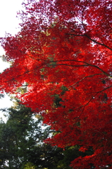 2014紅葉　大慈寺