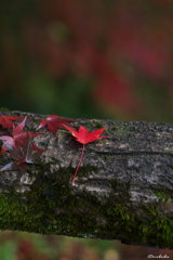 紅く染めて