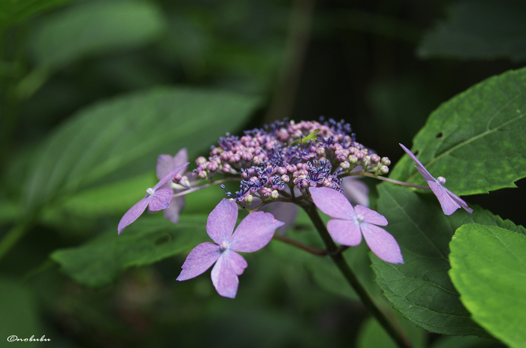 紫陽花