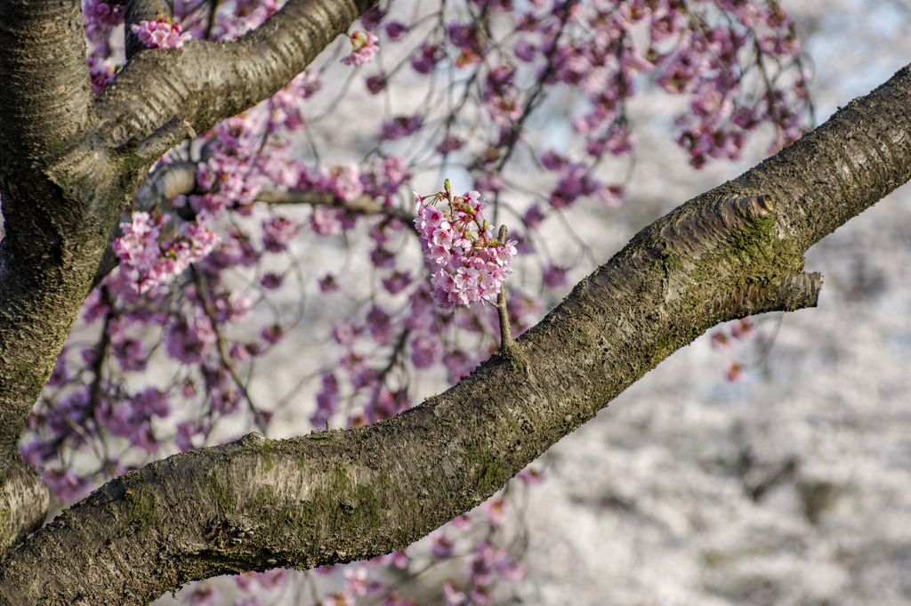 いろんな桜が
