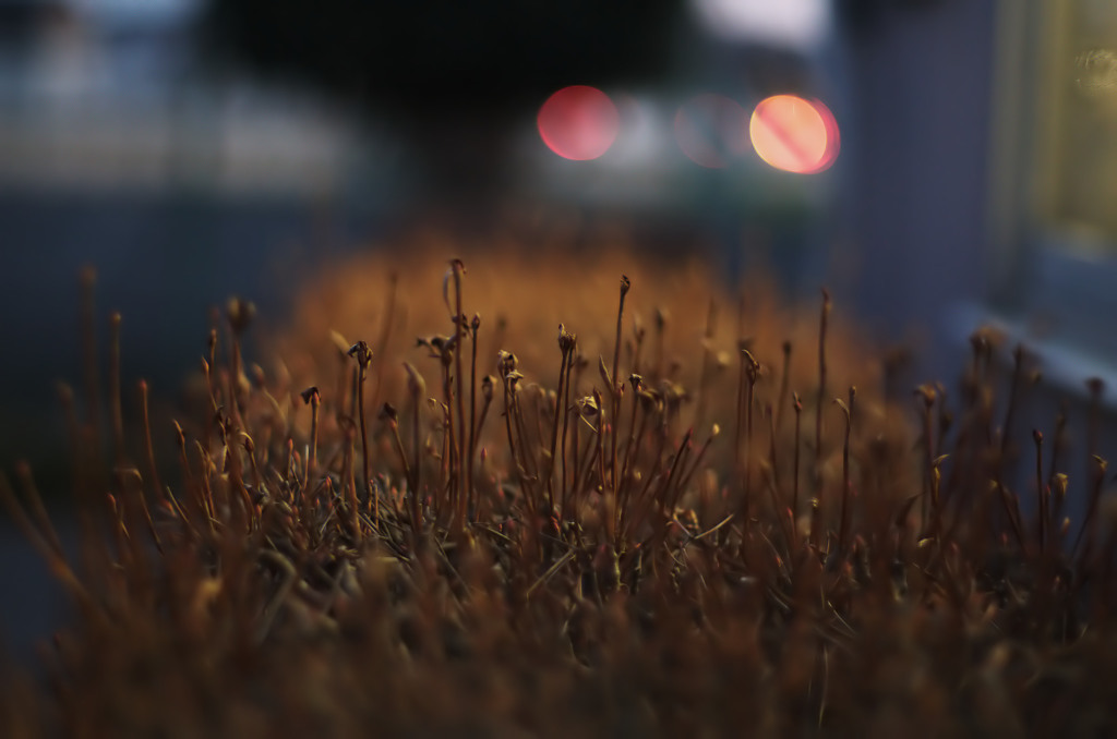 ライトに照らされて