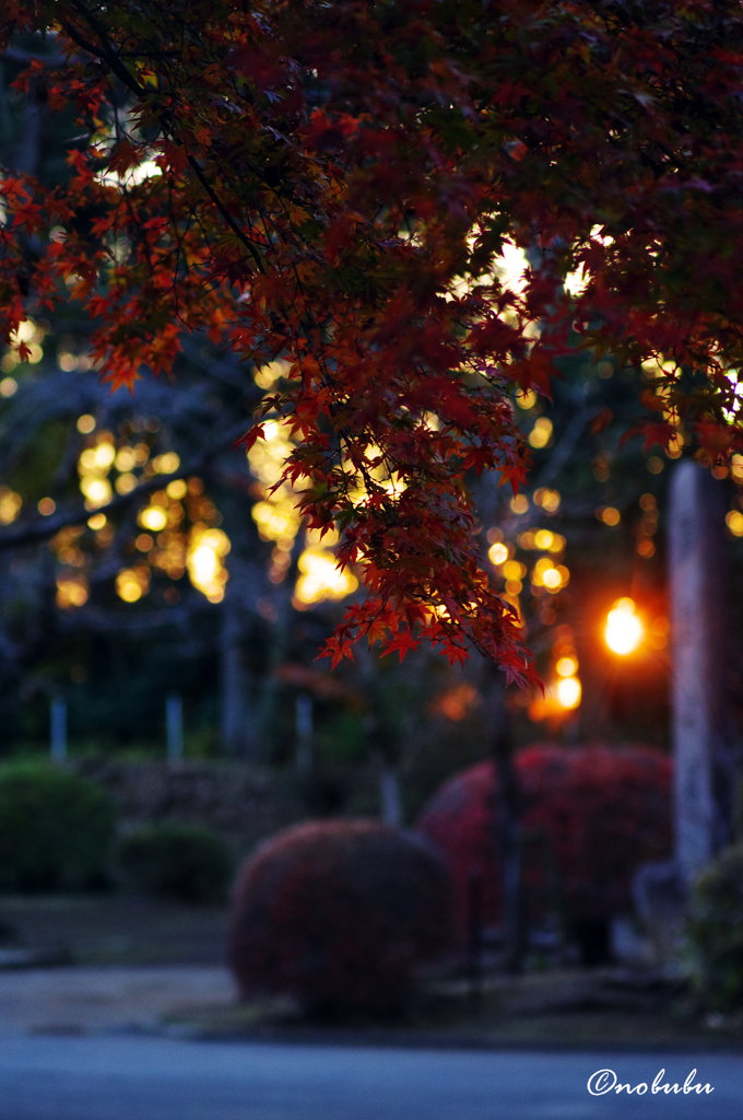 紅葉と夕陽