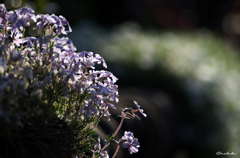 芝桜