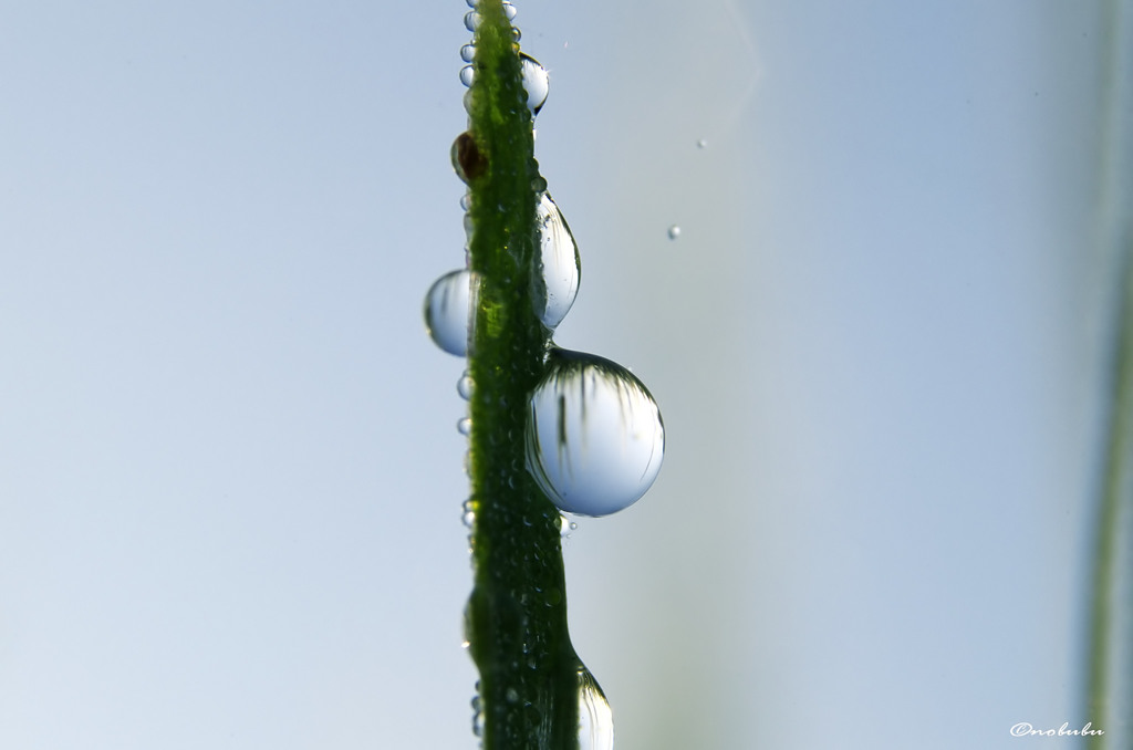 澄