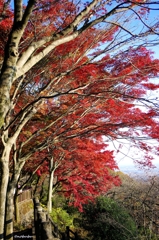 2014紅葉　太平山県立自然公園