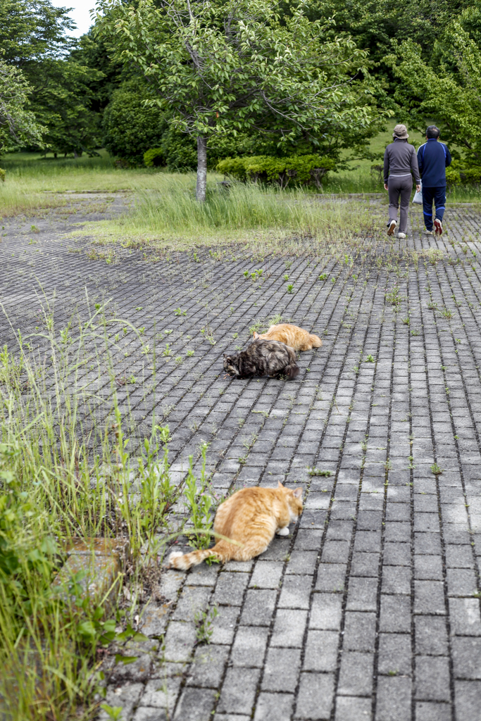 野良猫に餌をあげる夫婦