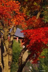 2014紅葉　清水寺