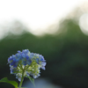 早朝の紫陽花9