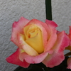 薔薇