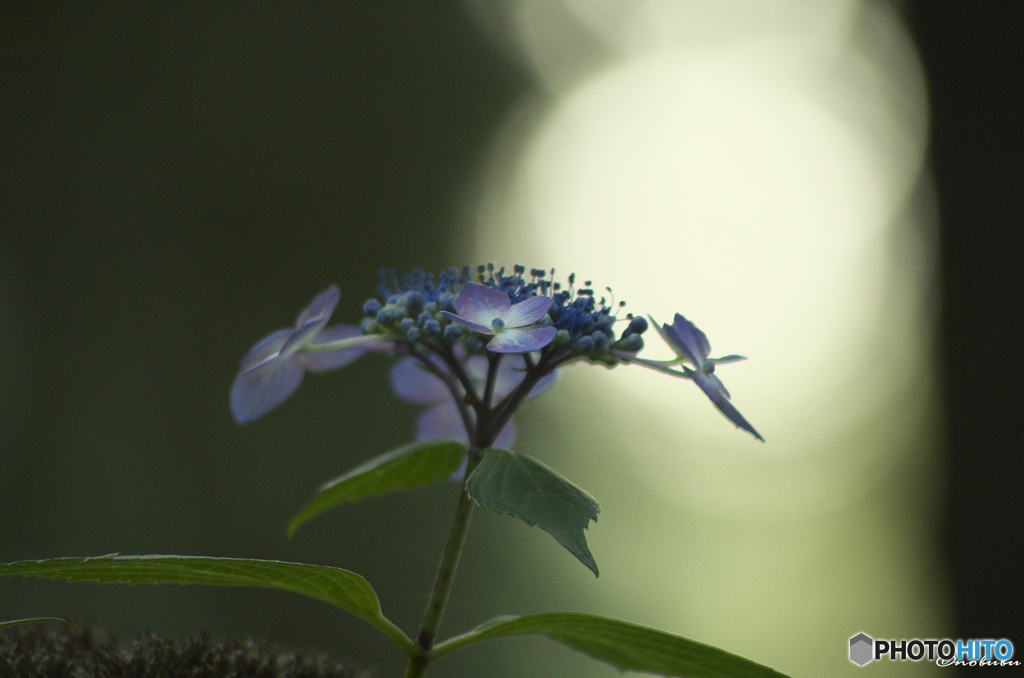 大中寺紫陽花